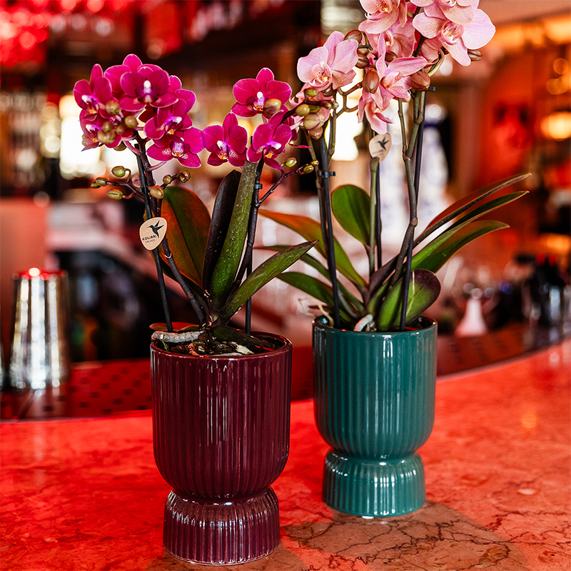 Orchideeën Collectie met waterreservoir– BoundlessGreen Amsterdam