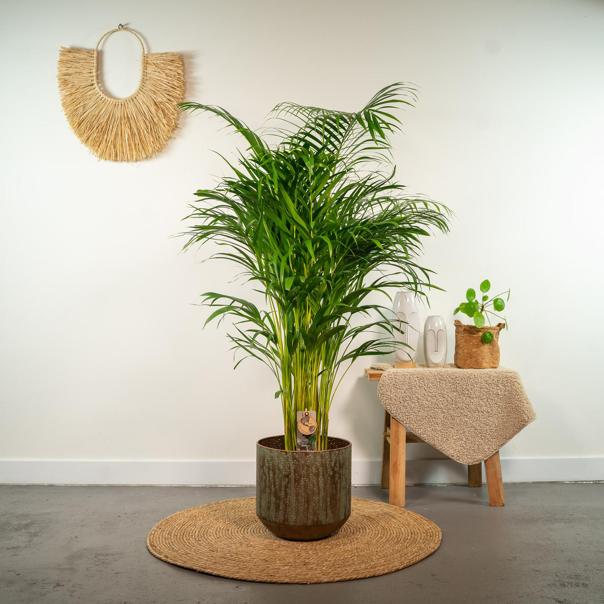 Strelitzia & Monstera & Palm– 10% Korting statement planten Gratis thuisbezorgd