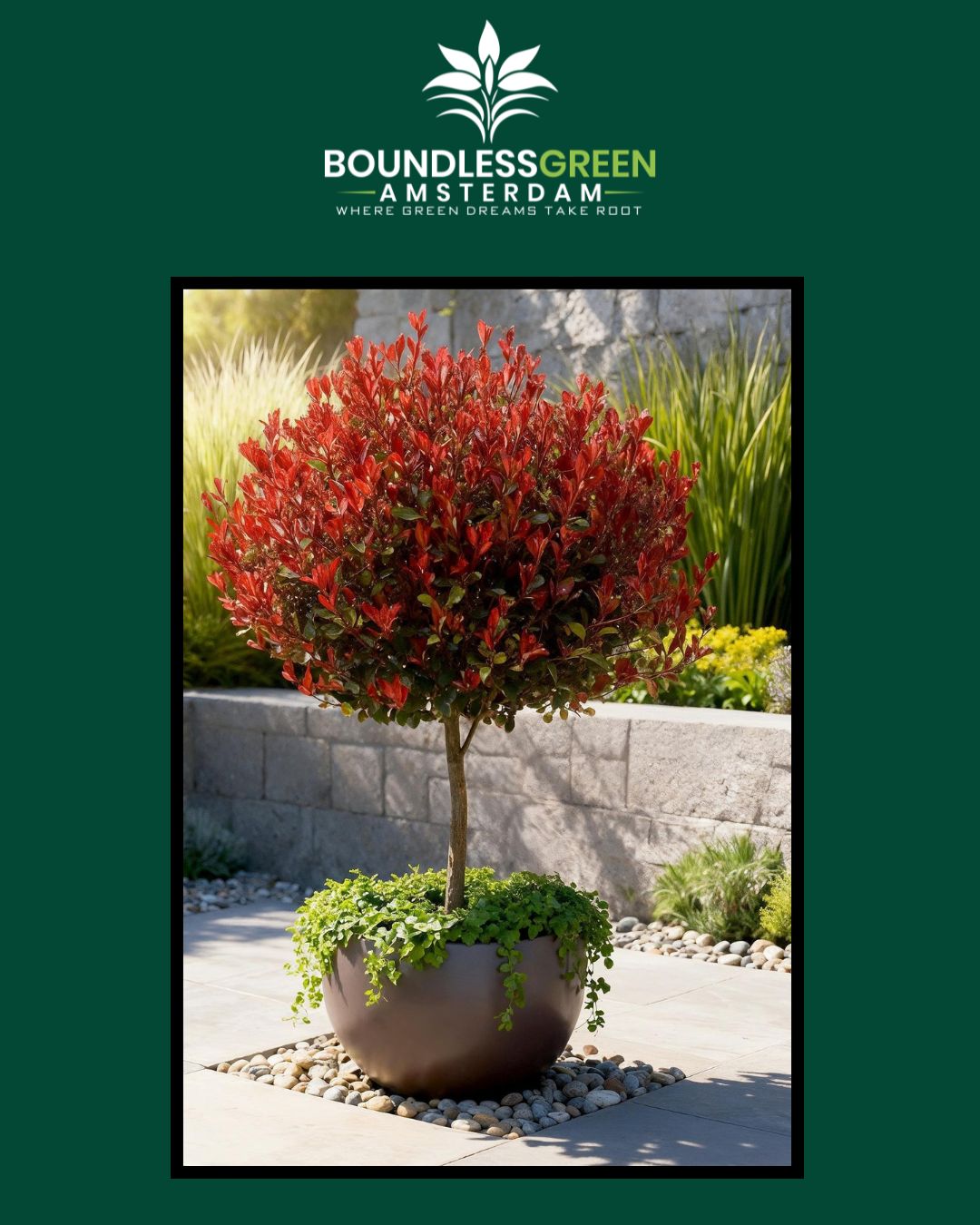 🌿Terrasplanten op stam voor een hele zomer kleur op jouw terras of balkon.