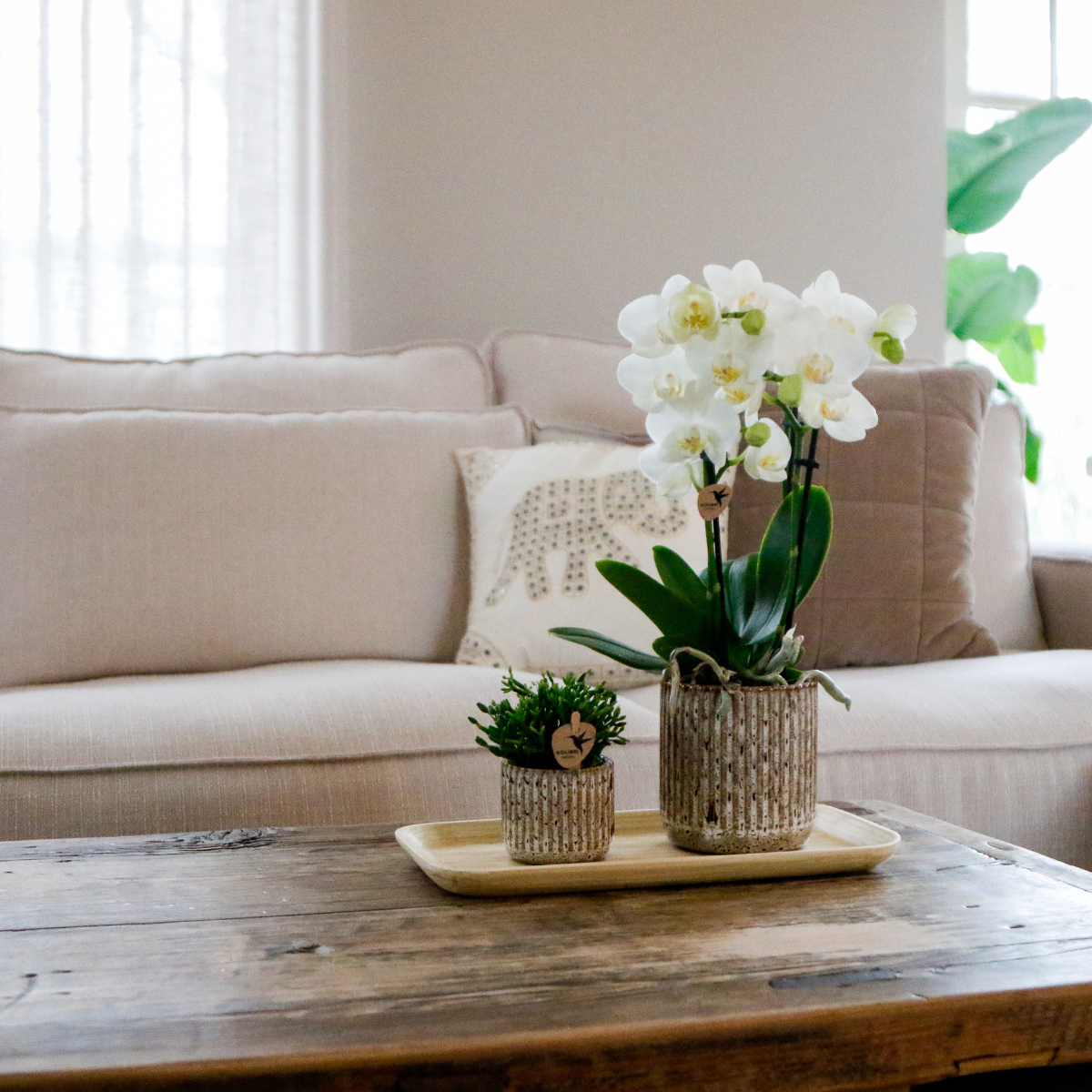 Moederdag 9 mei 2026 Orchideeën sets
