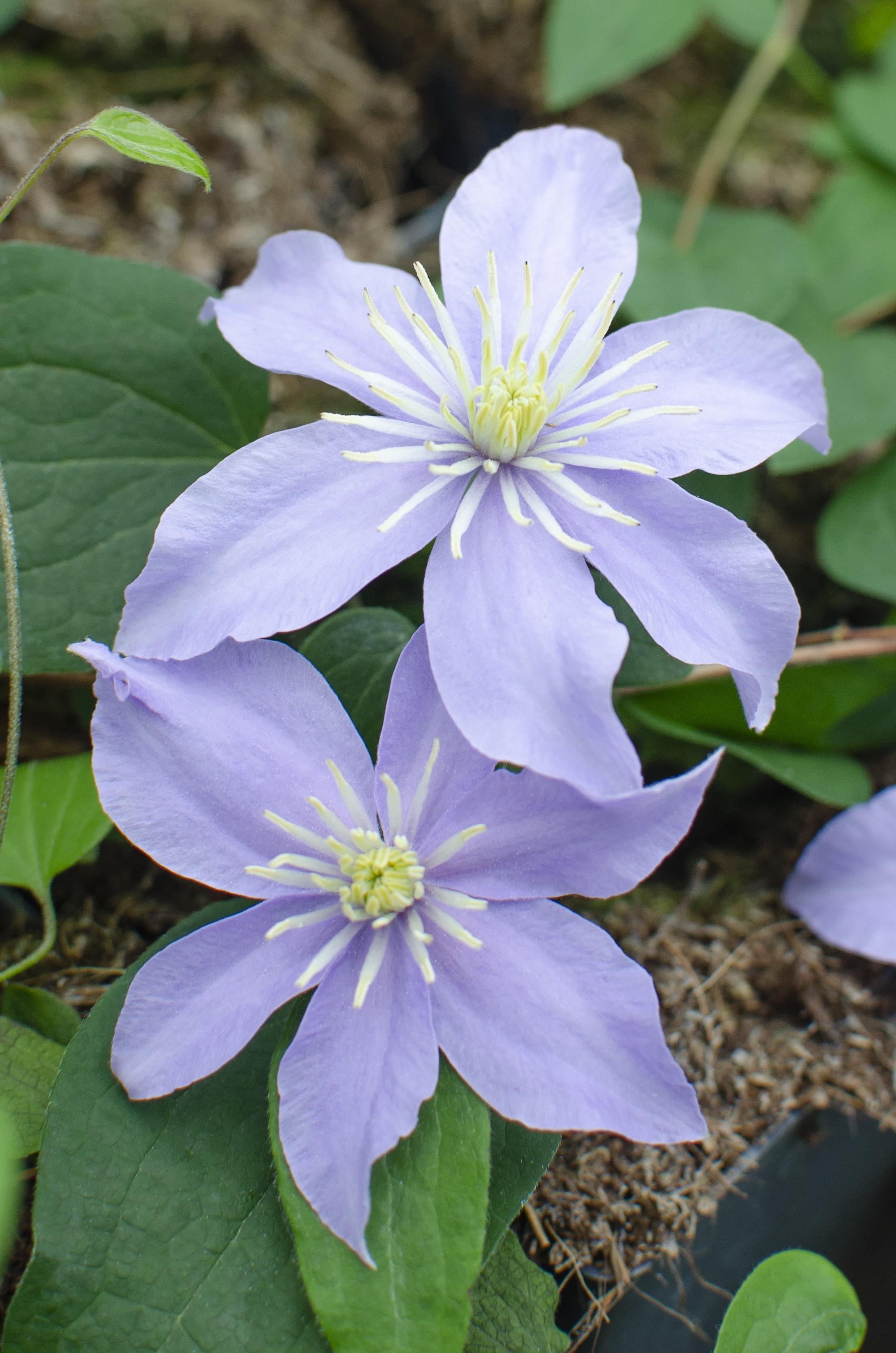 Tuinplanten