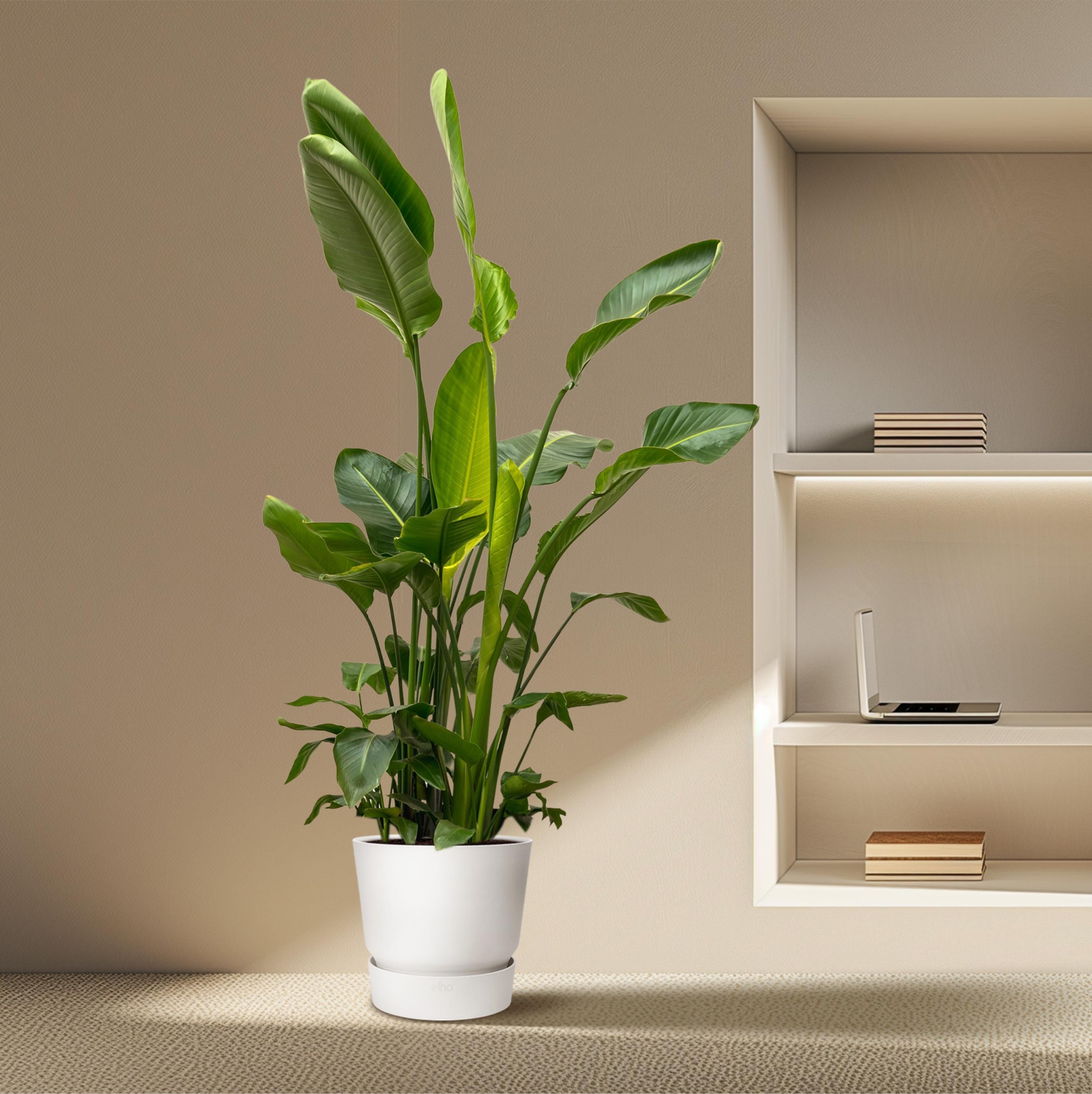 XL Strelitzia & Monstera – 10% Korting 150 cm statement planten Gratis thuisbezorgd