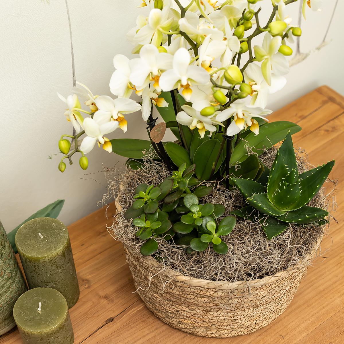 Orchideeën manden BoundlessGreen & Kolibri