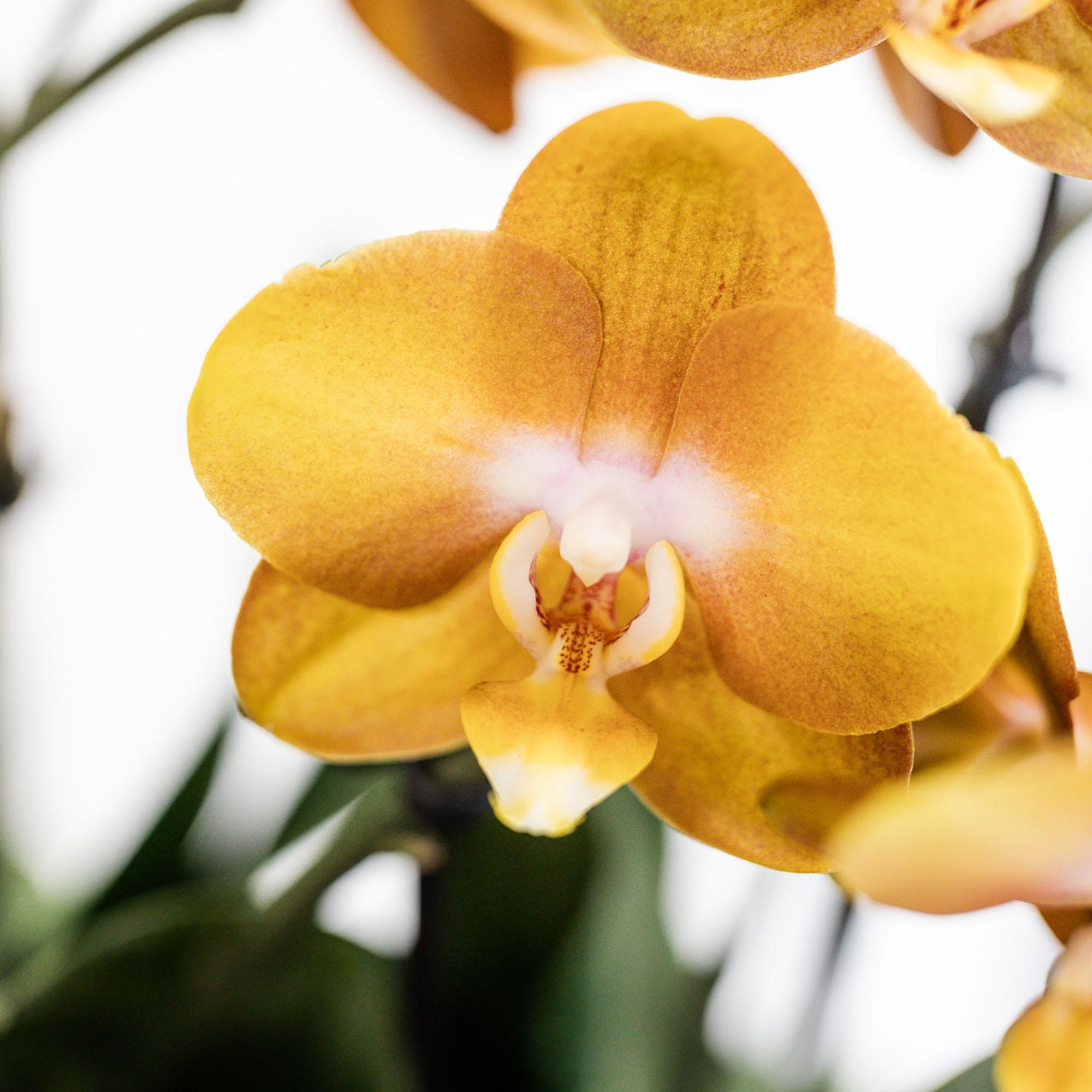 Orchideeën manden BoundlessGreen & Kolibri