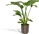 Strelitzia Nicolaid - ↨90cm - Ø19cm + Pot Mayk Gold