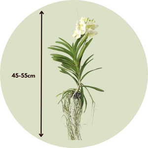 Vanda 'Tayanee White' - Wit
