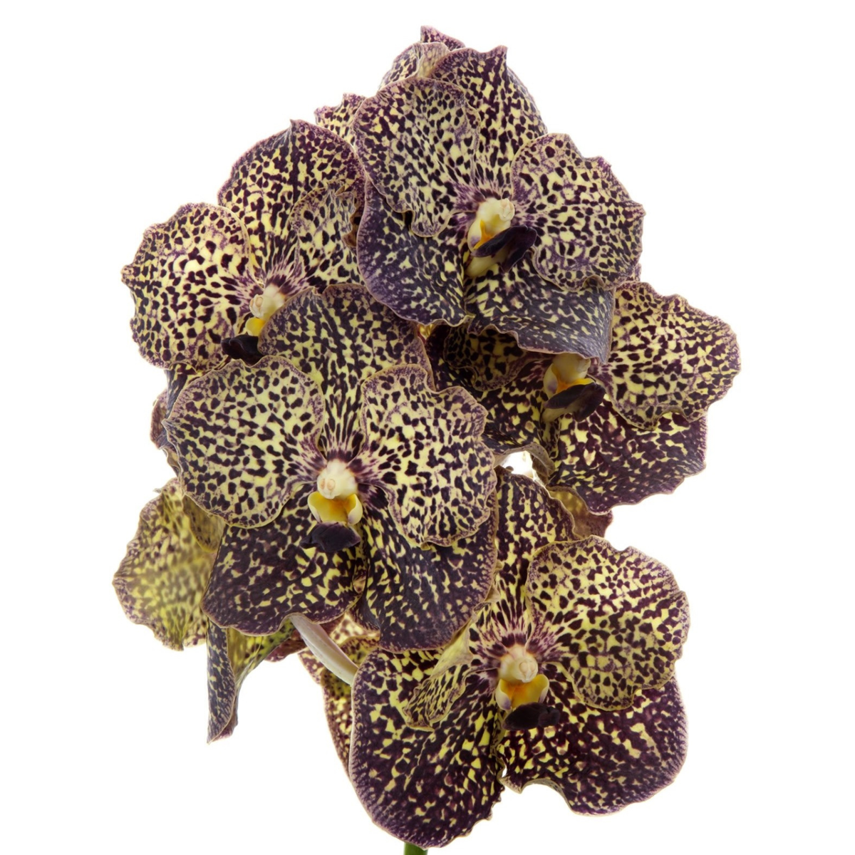 Vanda 'Ocelot Mocha' - Orchidee - Paars