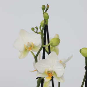 Phalaenopsis Multiflora - Orchidee Wit