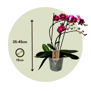 Phalaenopsis Multiflora - Orchidee Paars