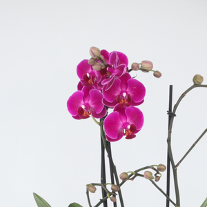 Phalaenopsis Multiflora - Orchidee Paars