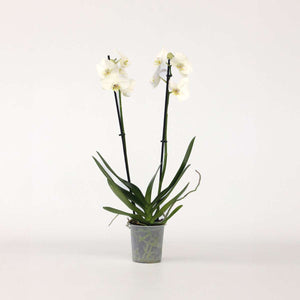 Phalaenopsis - Orchidee Wit