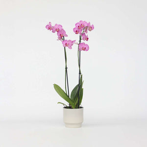Phalaenopsis - Orchidee Paars