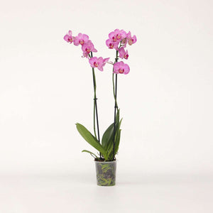 Phalaenopsis - Orchidee Paars