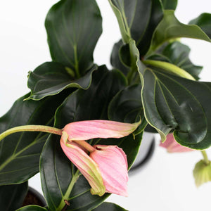 Medinilla Magnifica 'Pinatubo'