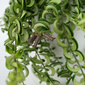 Aeschynantus Twister - Lippenstiftplant - Hangplant