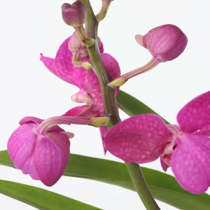 Vanda Met Standaard - Roze
