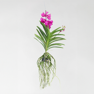 Vanda Orchidee 'Tayanee Cerise' - Creme-Wit