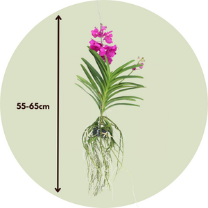 Vanda Orchidee 'Tayanee Cerise' - Creme-Wit