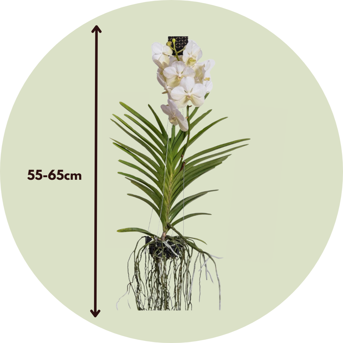 Vanda Orchidee - Wit - L