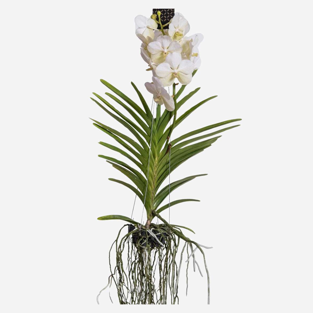 Vanda Orchidee - Wit - L