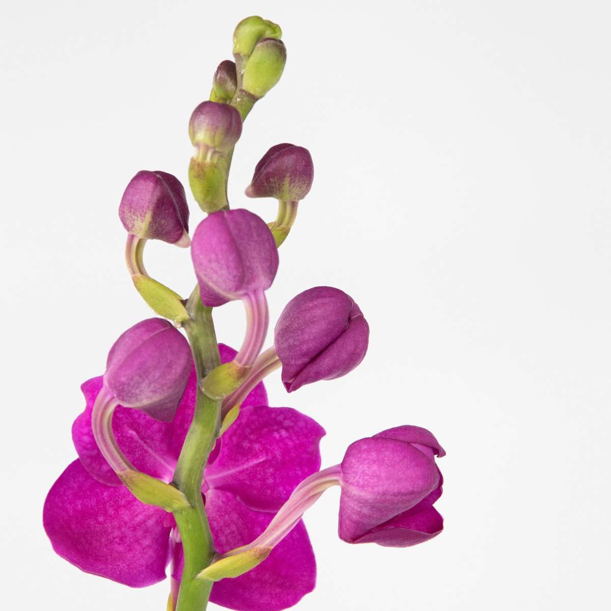Vanda Orchidee - Roze - L