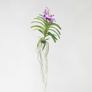 Vanda Orchidee - Lila - L