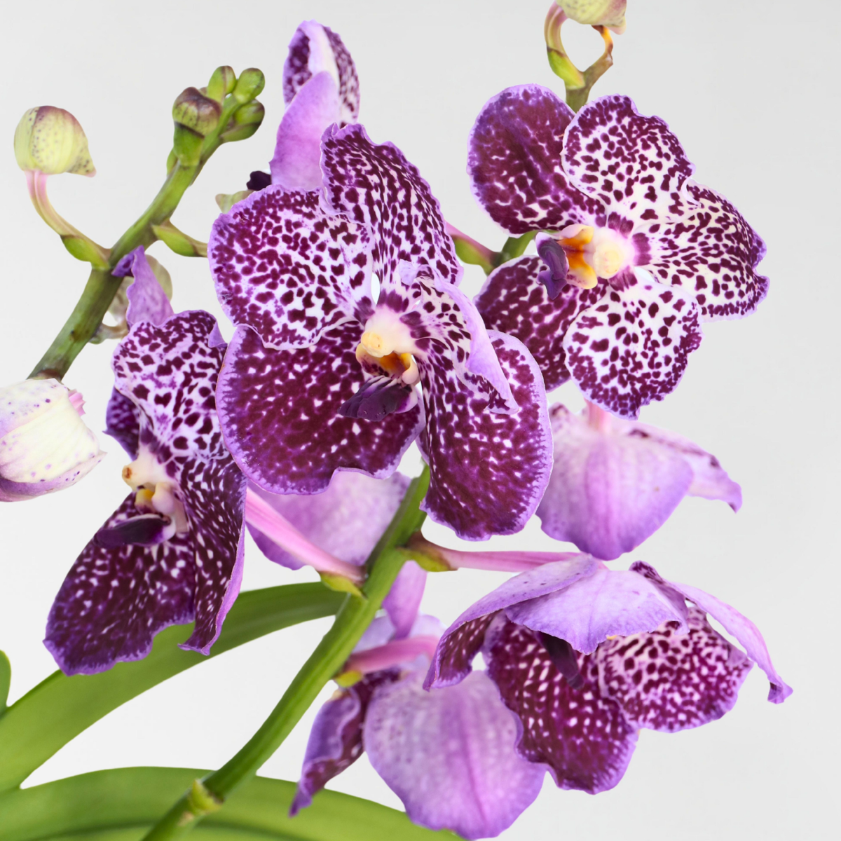 Vanda Orchidee - Lila - L