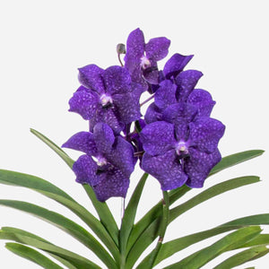 Vanda Orchidee - Blauw - L