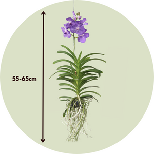 Vanda Magic Xxl - Koningsblauw
