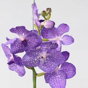 Vanda Magic Xxl - Koningsblauw