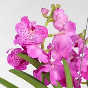 Vanda Magic Xxl - Roze
