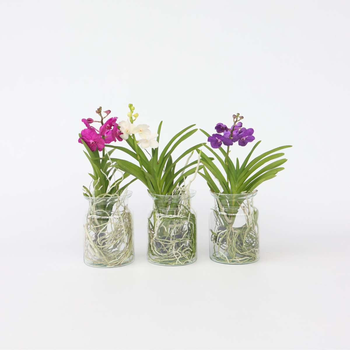 Vanda 'Bose' In Vaas - Orchidee - Wit