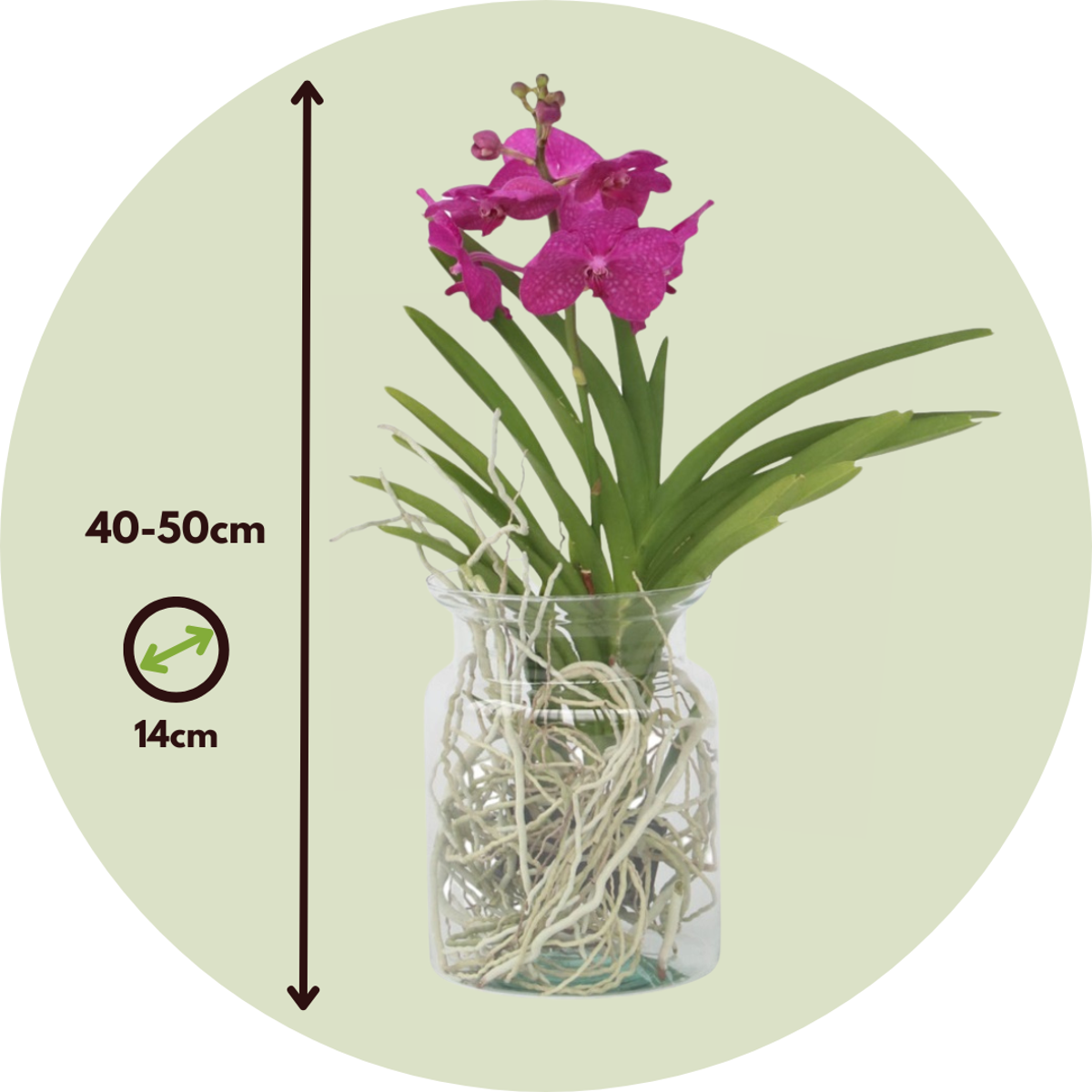 Vanda 'Bose' In Vaas - Orchidee - Kers
