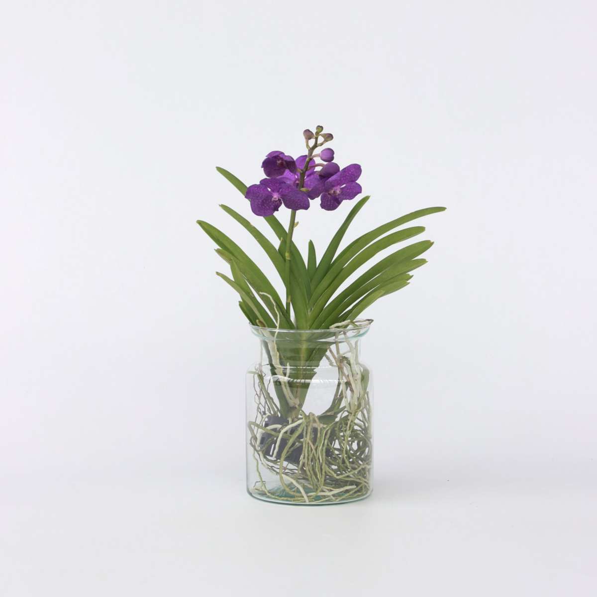 Vanda 'Bose' In Vaas - Orchidee - Blauw