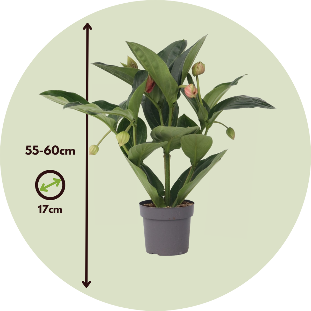 Medinilla Magnifica 'Flamenco'