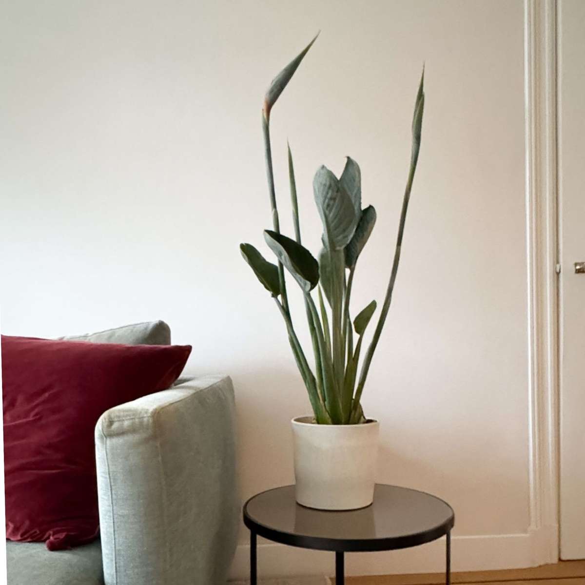 Strelitzia Reginea - Paradijsvogelbloem - Met Bloemen