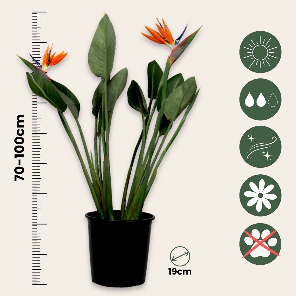 Strelitzia Reginea - Paradijsvogelbloem - Met Bloemen