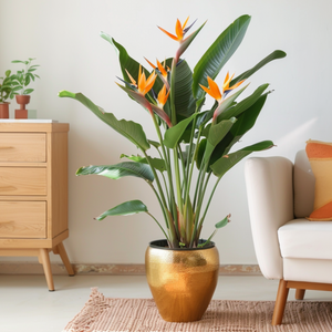 Strelitzia Reginea - Paradijsvogelbloem - Met Bloemen