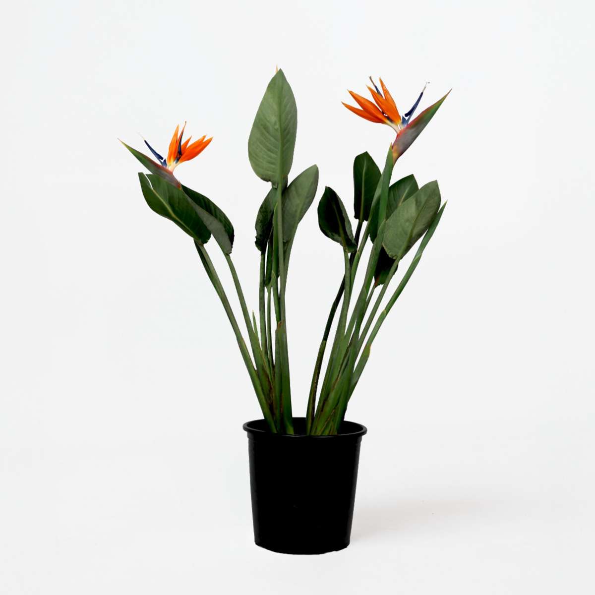 Strelitzia Reginea - Paradijsvogelbloem - Met Bloemen