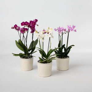 Phalaenopsis Multiflora - Vlinderorchidee - Mix 3 Kleuren