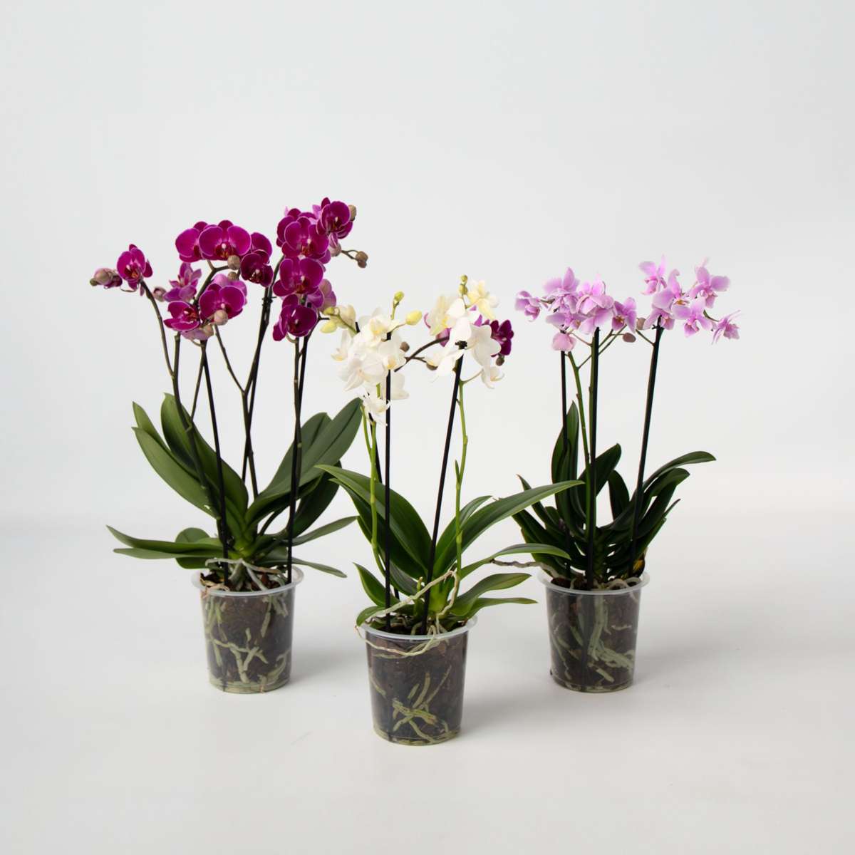 Phalaenopsis Multiflora - Vlinderorchidee - Mix 3 Kleuren