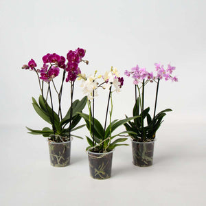 Phalaenopsis Multiflora - Vlinderorchidee - Mix 3 Kleuren