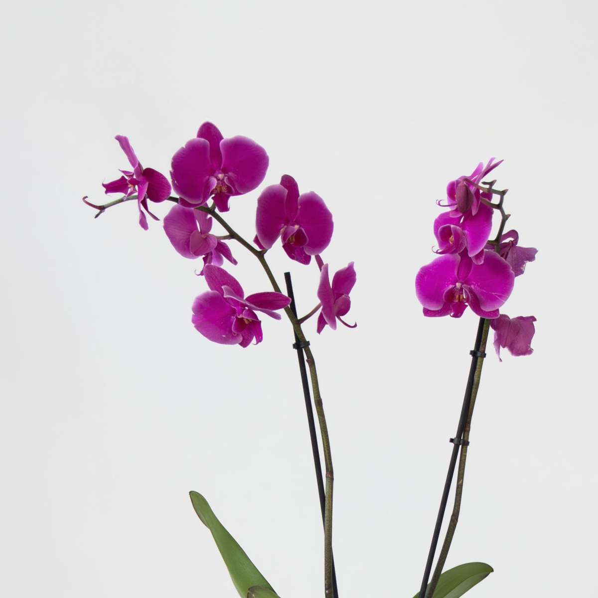 Phalaenopsis - Vlinderorchidee - Mix 3 Kleuren