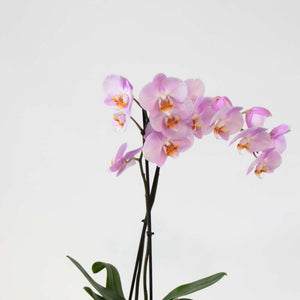 Phalaenopsis - Vlinderorchidee - Mix 3 Kleuren
