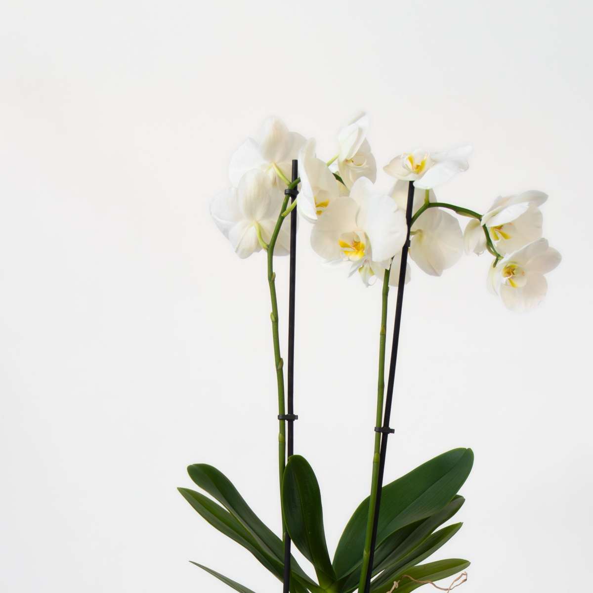 Phalaenopsis - Vlinderorchidee - Mix 3 Kleuren