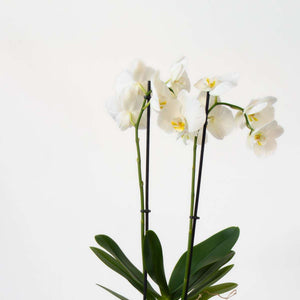 Phalaenopsis - Vlinderorchidee - Mix 3 Kleuren