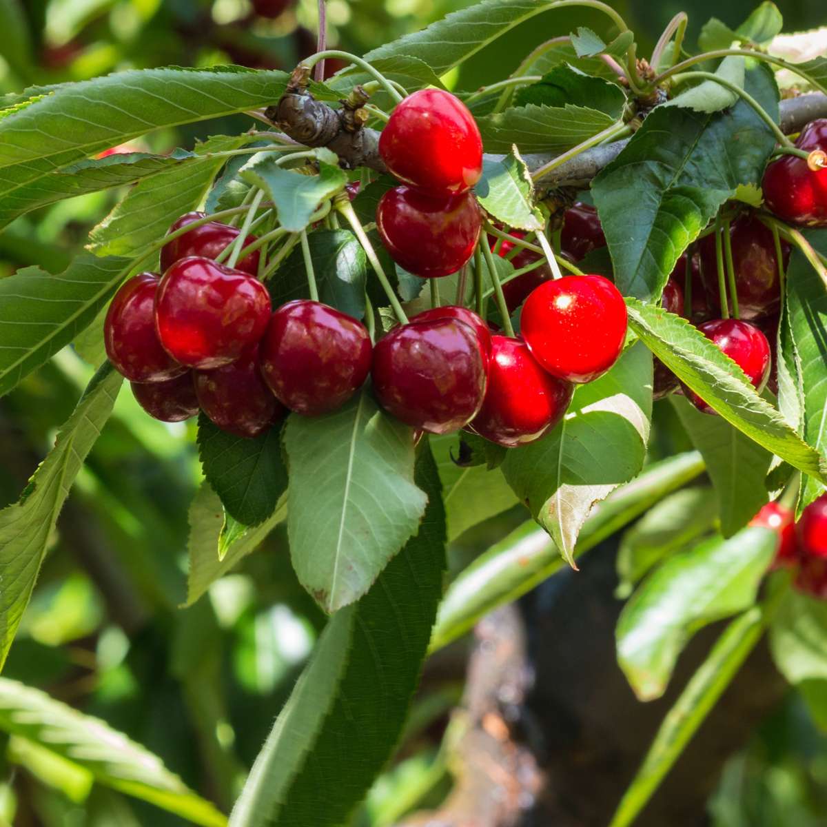Kersenboom - Prunus Avium 'Stella'