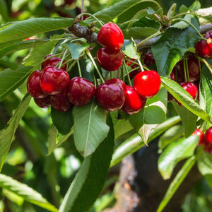 Kersenboom - Prunus Avium 'Stella'
