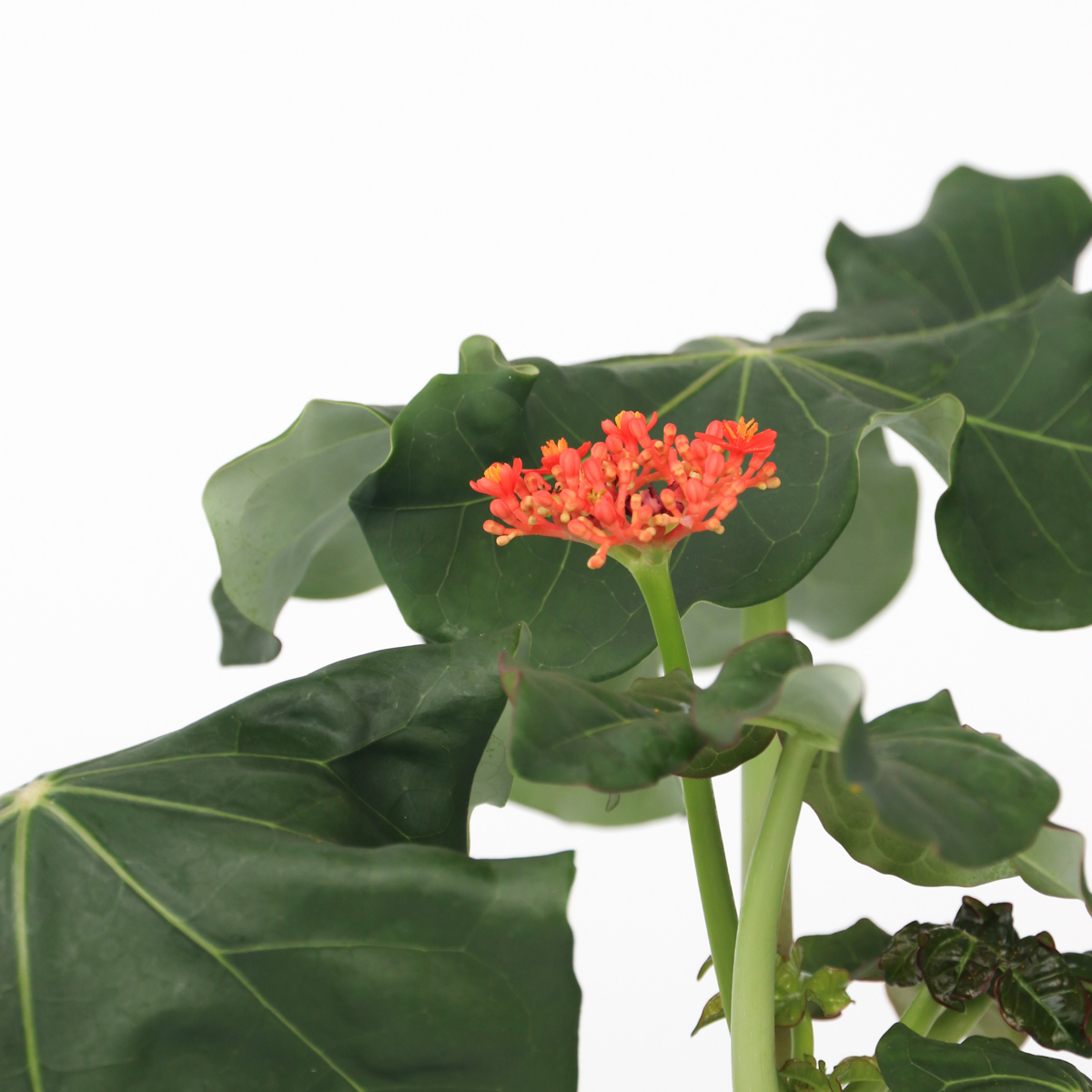 Jatropha Podagrica