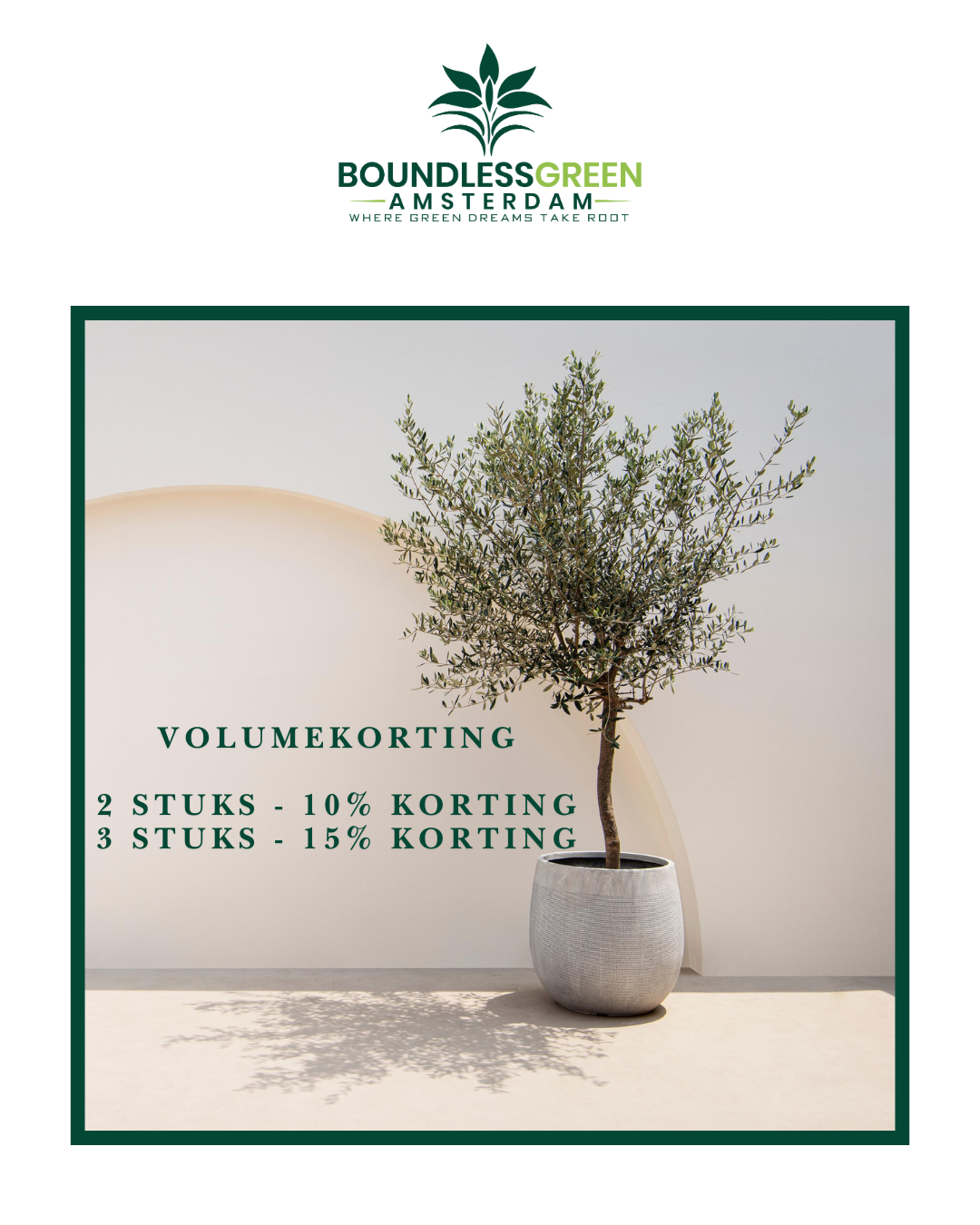 Green boutiQ - Plant op Stam - Olea Europaea - Terras Plant - Bladhoudend - Winterhard - Olijfgroen Blad - Pot 19cm Hoogte 90cm